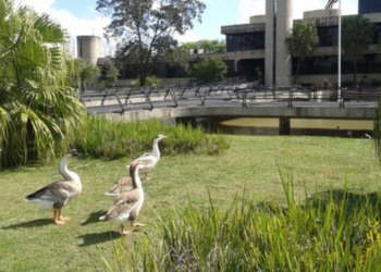Prefeitura de Sorocaba retira aves de lago do Paço Municipal após morte de 7 patos