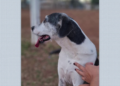 Veterinária diz ter achado 'chumbinho' em vômito de cachorra que morreu em Franca